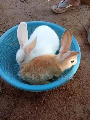 Rabbits