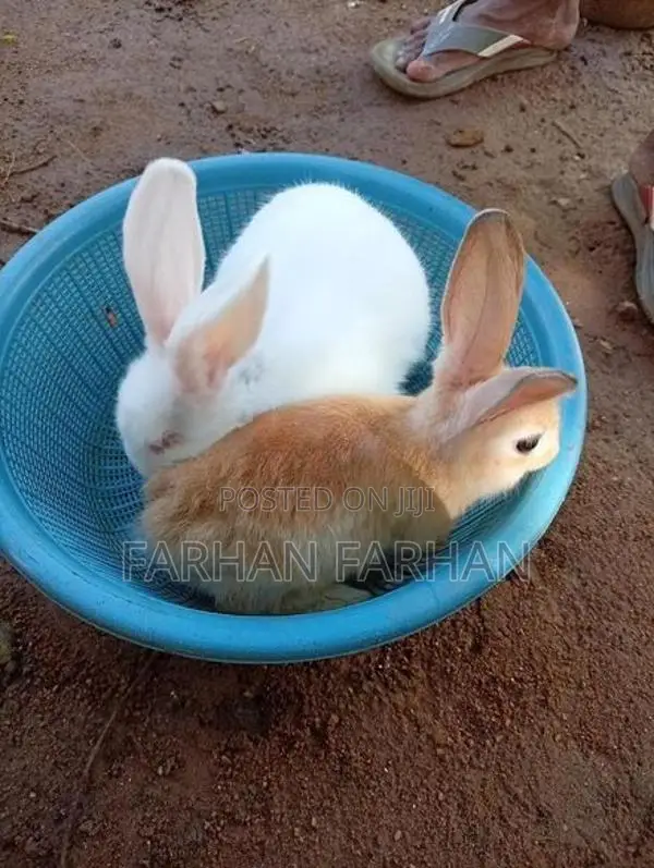 Rabbits