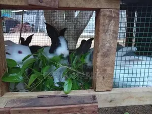 Rabbits