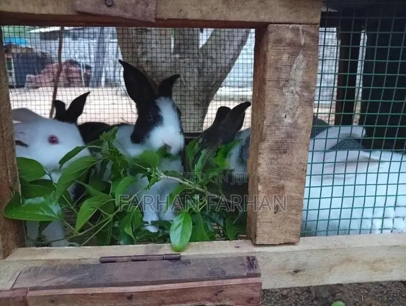 Rabbits