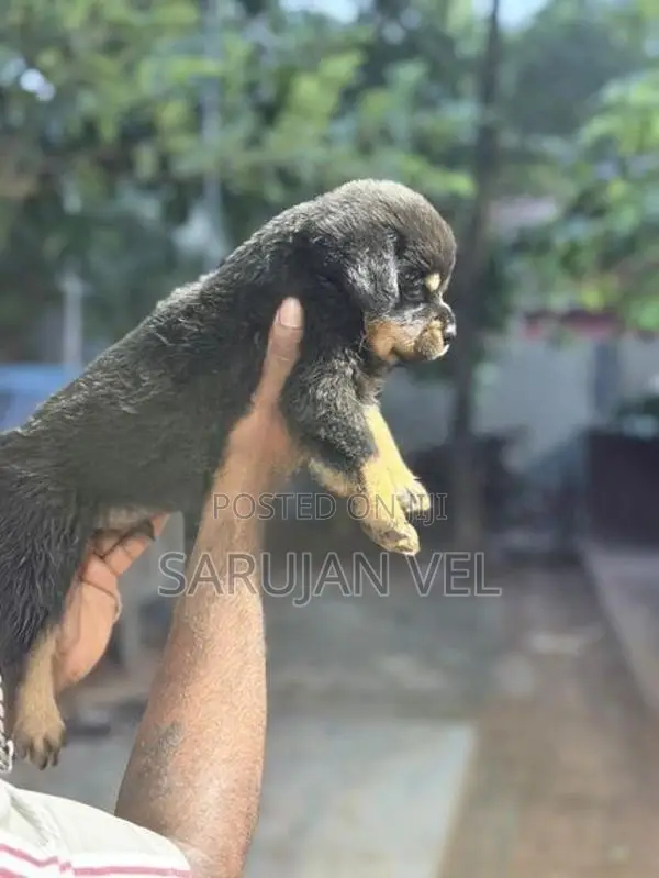 Rottweiler Puppies