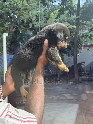 Rottweiler Puppies