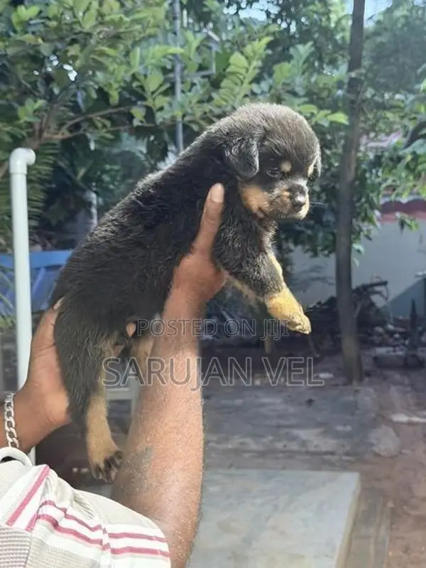 Rottweiler Puppies
