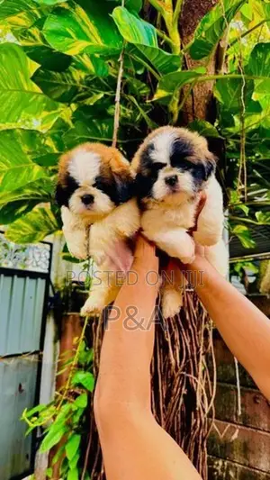 Shihtzu Puppies
