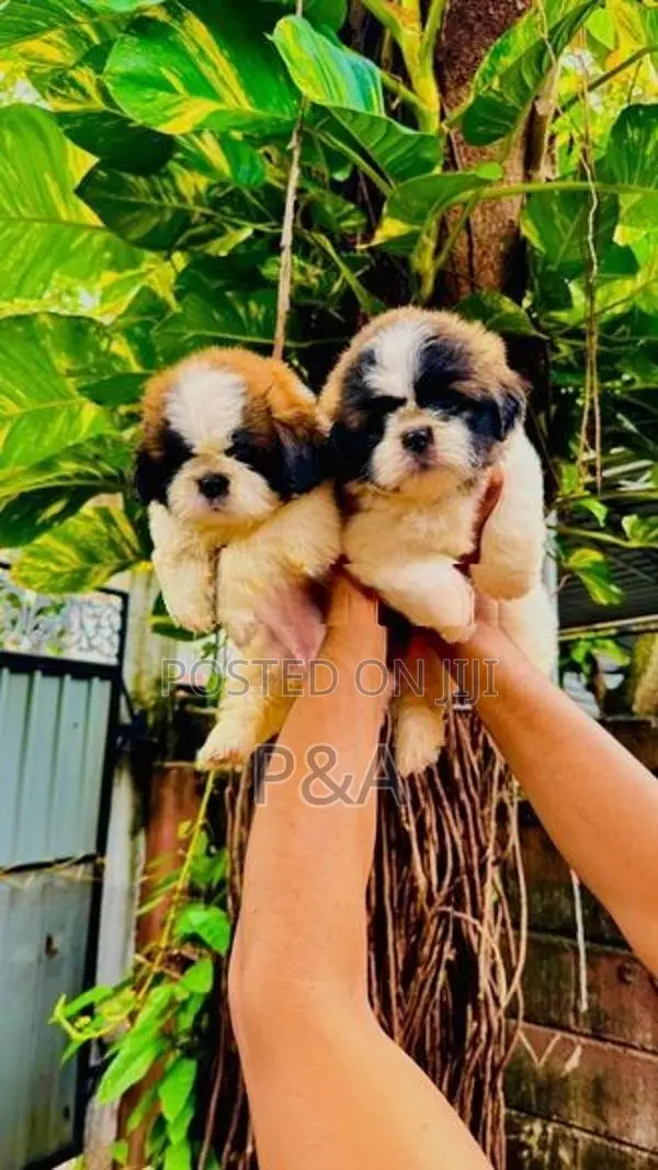 Shihtzu Puppies