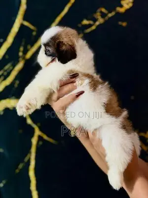 Shihtzu Puppies