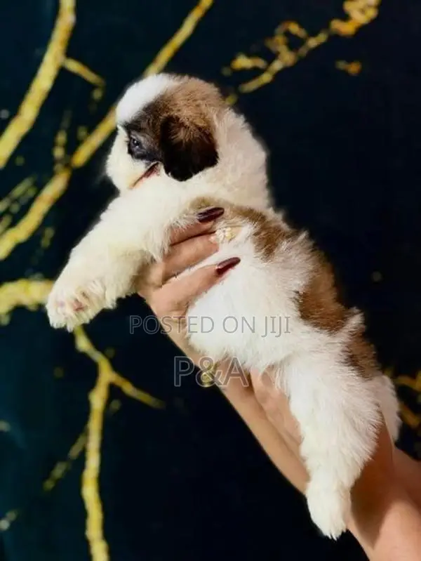 Shihtzu Puppies