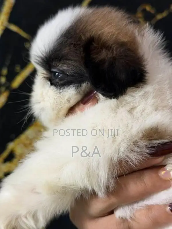 Shihtzu Puppies