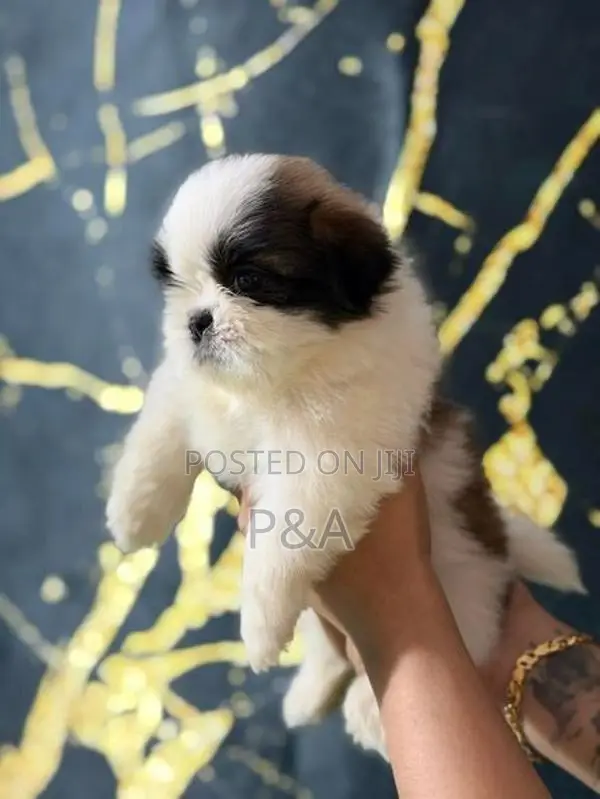 Shihtzu Puppies