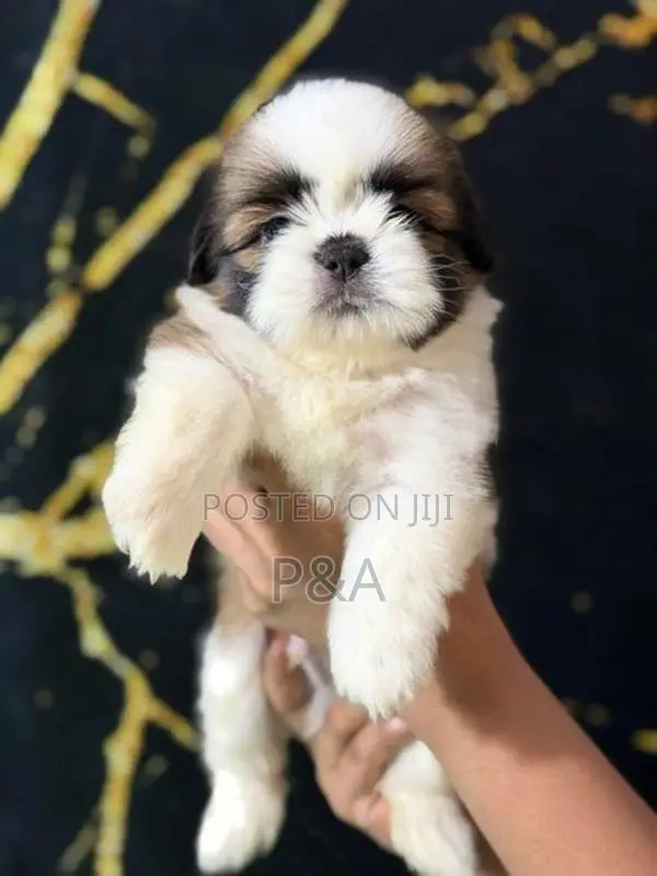 Shihtzu Puppies