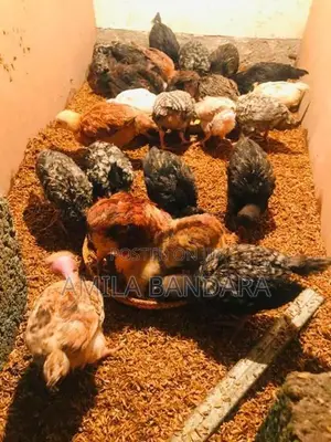 ගම් කිකිලි පැටව්