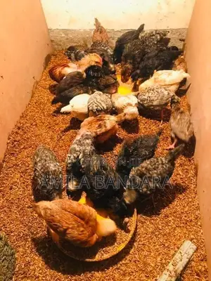 ගම් කිකිලි පැටව්