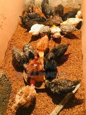 ගම් කිකිලි පැටව්