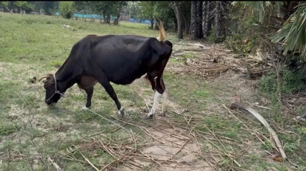 Milk Cow