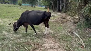 Milk Cow