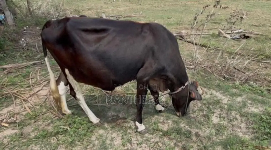 Milk Cow