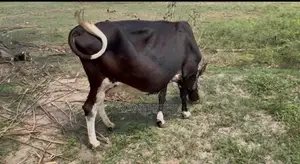 Milk Cow