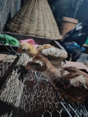 Parrot Beak Chicks - Poultry