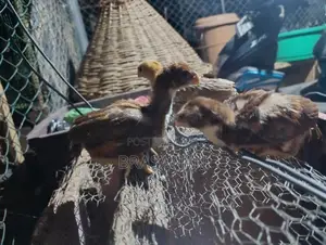 Parrot Beak Chicks - Poultry