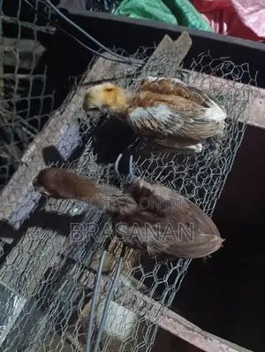 Parrot Beak Chicks - Poultry