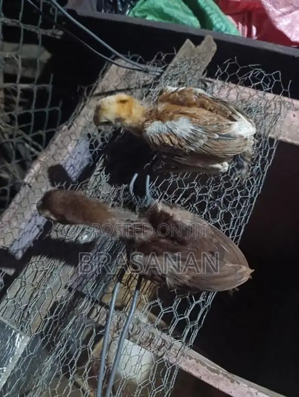 Parrot Beak Chicks - Poultry