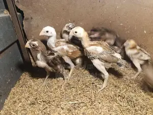 Parrot Beak Chicks - Poultry