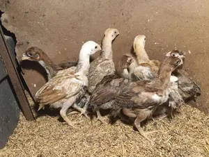 Parrot Beak Chicks - Poultry