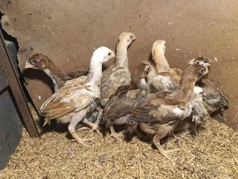 Parrot Beak Chicks - Poultry