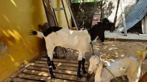 மறி ஆடுகள்