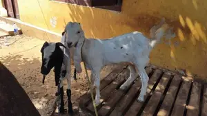 மறி ஆடுகள்