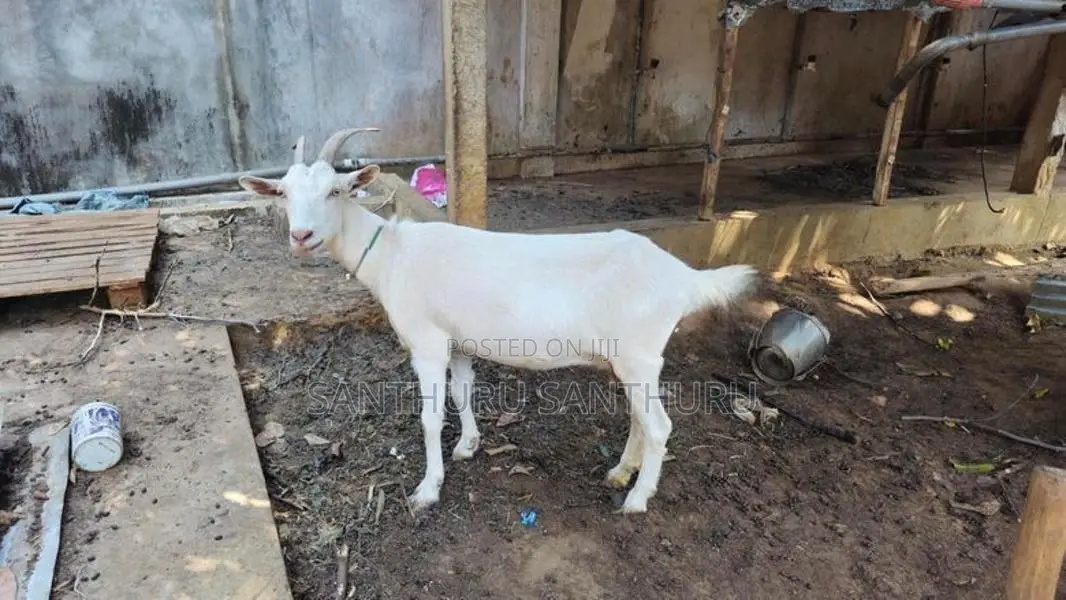 மறி ஆடுகள்