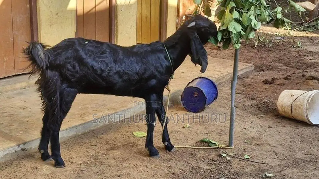மறி ஆடுகள்