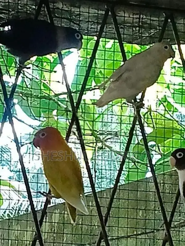 Affrican Love Birds