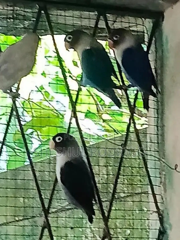 Affrican Love Birds