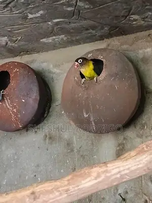 Affrican Love Birds
