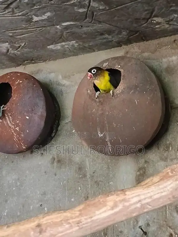 Affrican Love Birds