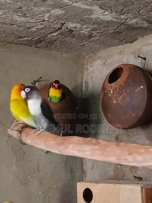 Affrican Love Birds