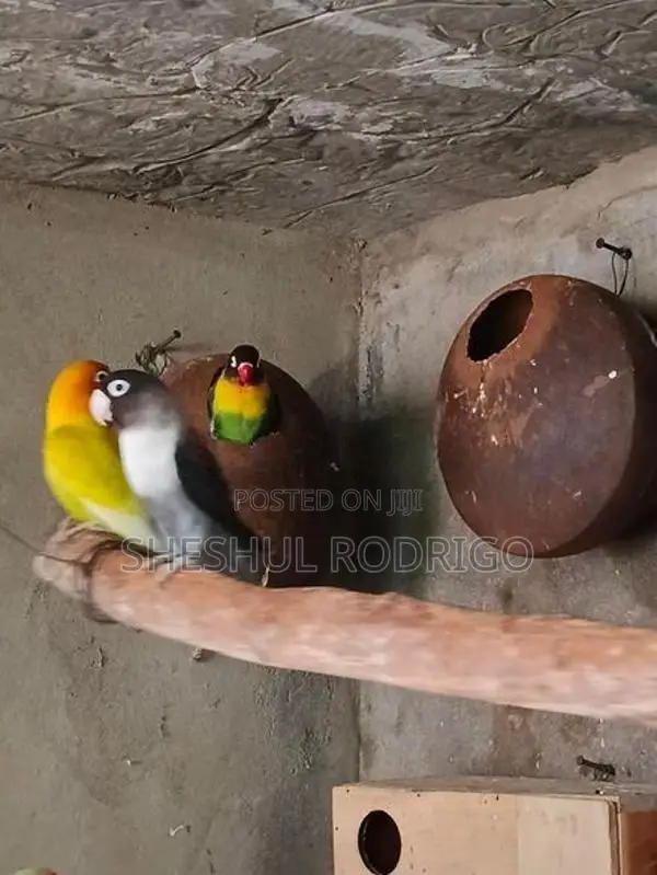 Affrican Love Birds
