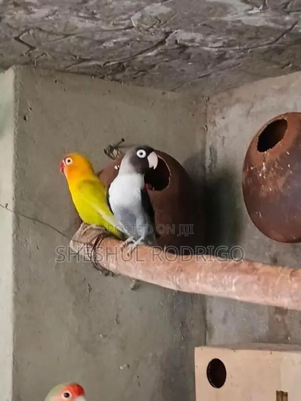 Affrican Love Birds
