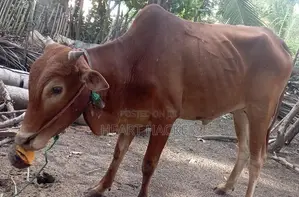 இரண்டு நாட்டு காளைகள் பூநகரி - Livestock