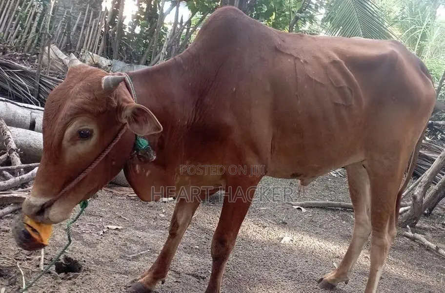 இரண்டு நாட்டு காளைகள் பூநகரி - Livestock