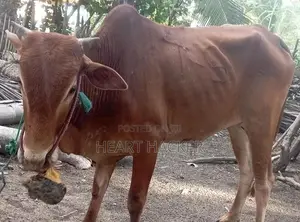 இரண்டு நாட்டு காளைகள் பூநகரி - Livestock