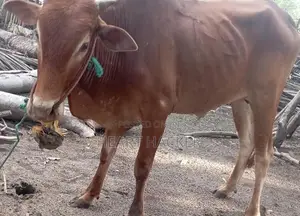 இரண்டு நாட்டு காளைகள் பூநகரி - Livestock
