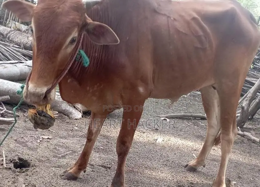 இரண்டு நாட்டு காளைகள் பூநகரி - Livestock