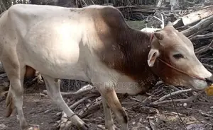 இரண்டு நாட்டு காளைகள் பூநகரி - Livestock