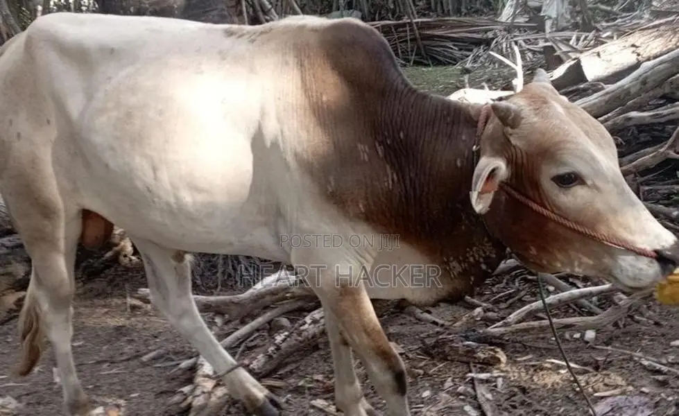 இரண்டு நாட்டு காளைகள் பூநகரி - Livestock