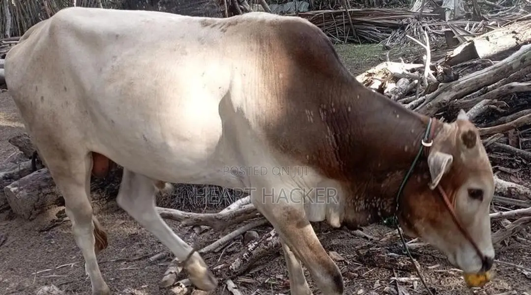 இரண்டு நாட்டு காளைகள் பூநகரி - Livestock