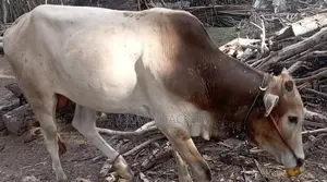 இரண்டு நாட்டு காளைகள் பூநகரி - Livestock