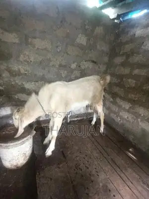 Goats
