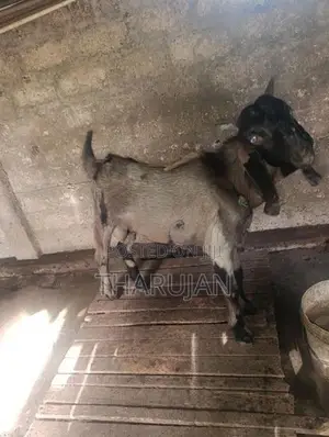 Goats